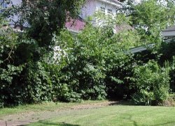 living shade trellis
